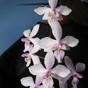 IMG_9443 - Copie